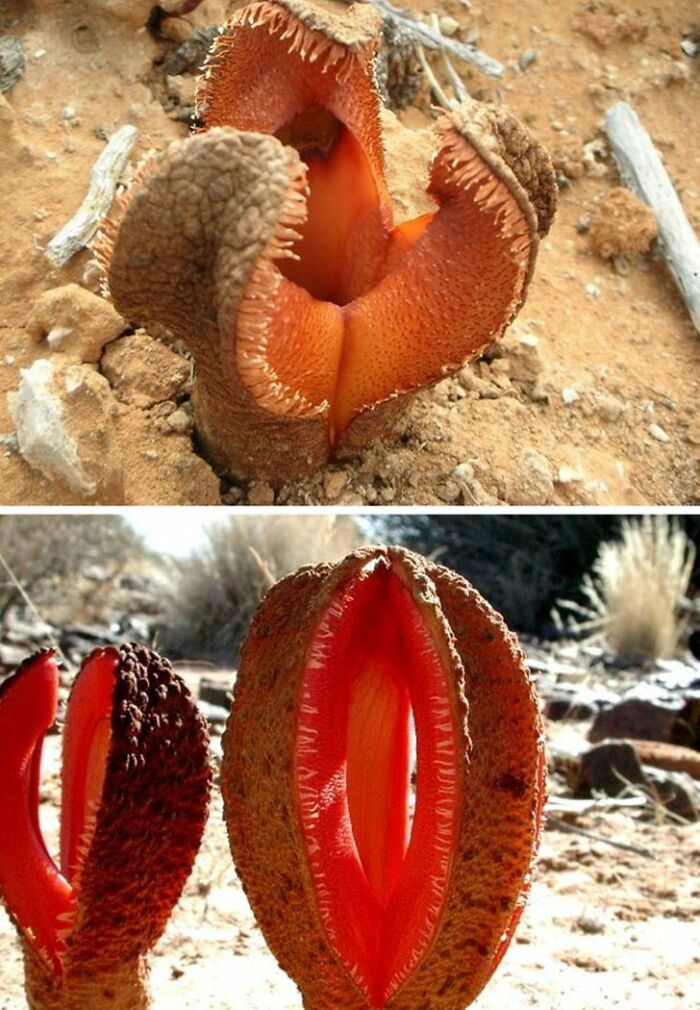 14 Strange Plants That Prove We Could Be Living On A Alien Planet
