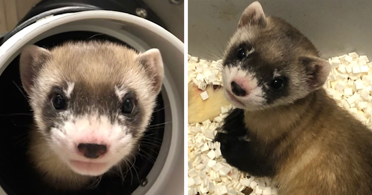 Scientists Successfully Clone A Ferret That Died In 1988, And This Might Be  A Way Of Protecting Endangered Species | Bored Panda