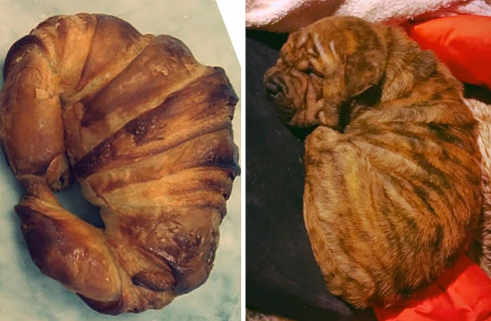 My Over-Baked Lap Croissant
