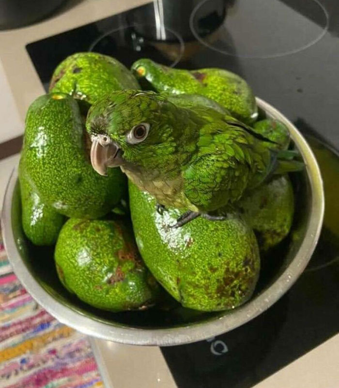 Forbidden Avocado