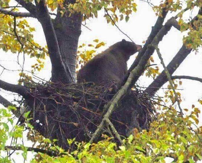 ¿Alguna vez habían visto a un oso sentado en un nido de águila? Pues, ¡¡¡ahora sí!!!