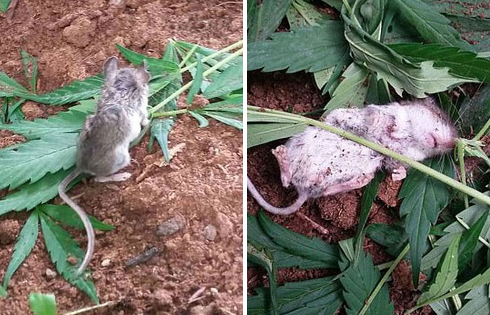 A Curious Mouse In Canada Was Caught Chomping On Cannabis Leaves Before Being Found Passed Out On Its Back
