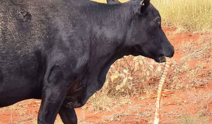 Cow Spotted Chewing On A Large Python In Outback Australia