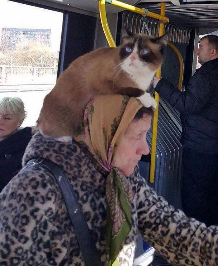 Sitting On Its Owner's Shoulders And Head During A Bus Journey In Lithuania