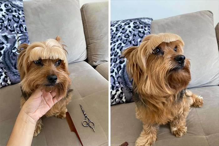 Mom Decides To Cut Dog's Hair Herself