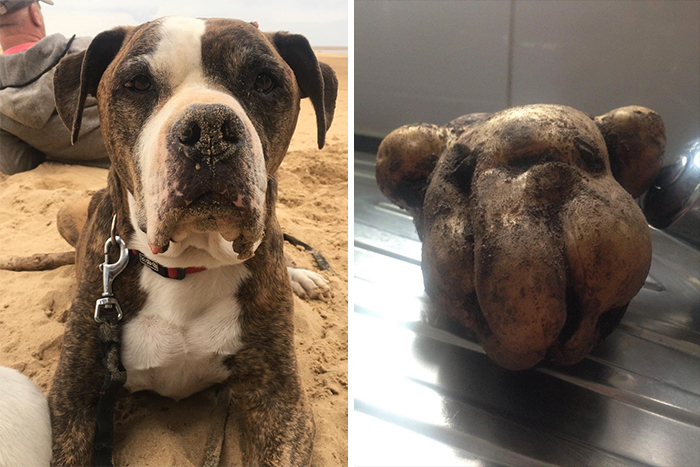 When You Grow A Potato That Resembles Your Dog