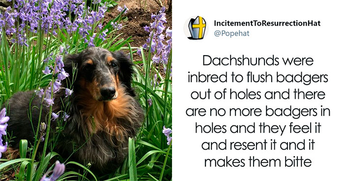 30 Tweets By Dachshund Owners About How It Feels To Have Such Personalities As Pets