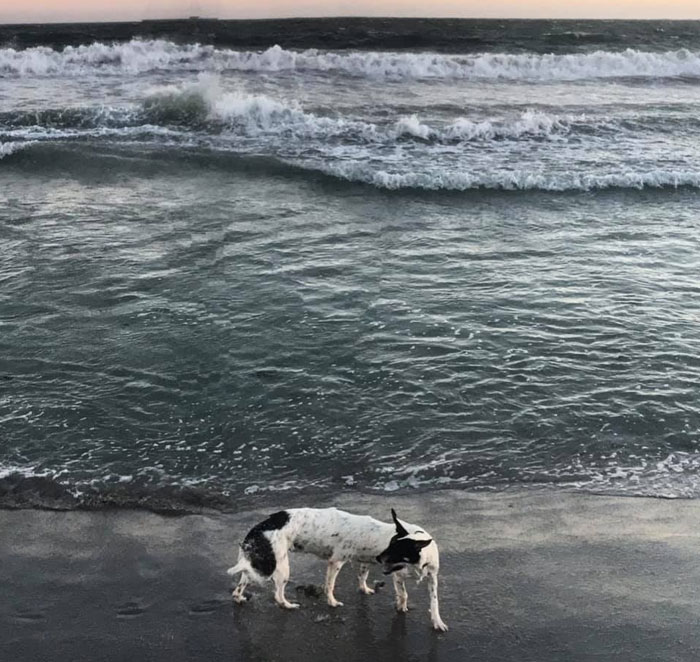 Just A Six-Legged Beach Pup