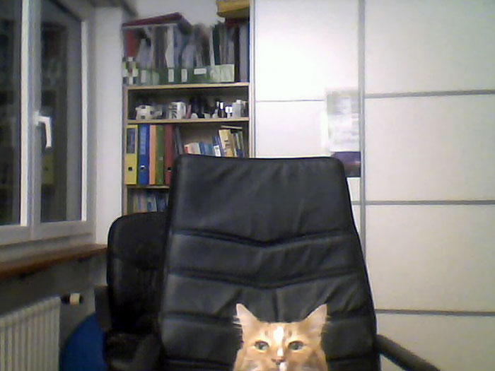 My Girlfriend Went To Get A Drink, And Her Cat Wanted To Skype Me Too