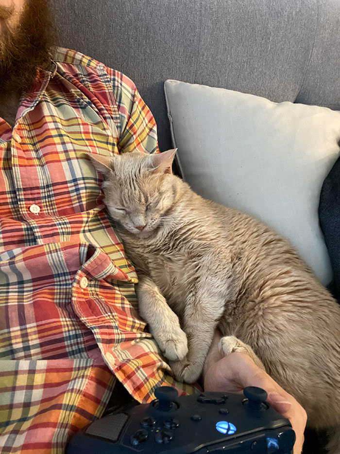 My Girlfriend And Her Cat Moved In With Me, I Am Now The Favorite