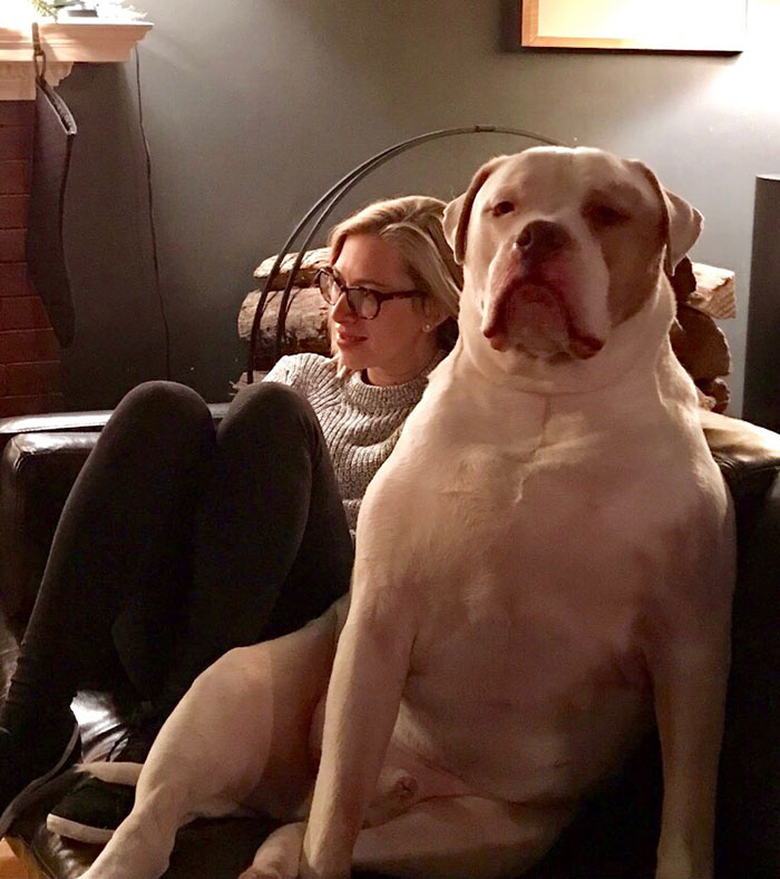 Buddy fue al baño y el perro de 81 kg de nuestro amigo reclamó a su esposa como propia