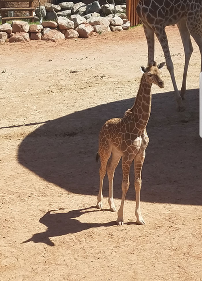 La sombra de la jirafa parece un unicornio