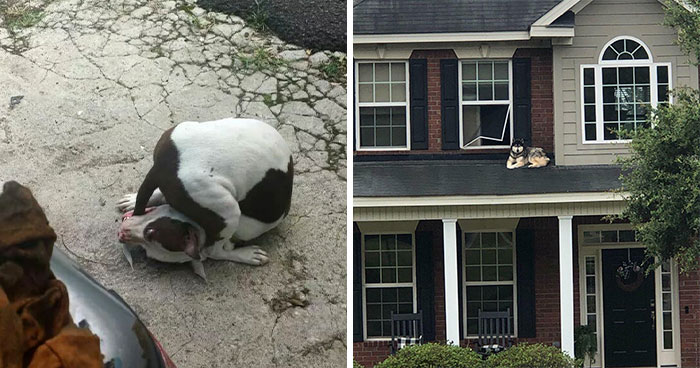 “What’s Wrong With Your Dog?”: People Are Posting Pictures Of ‘Malfunctioning’ Dogs