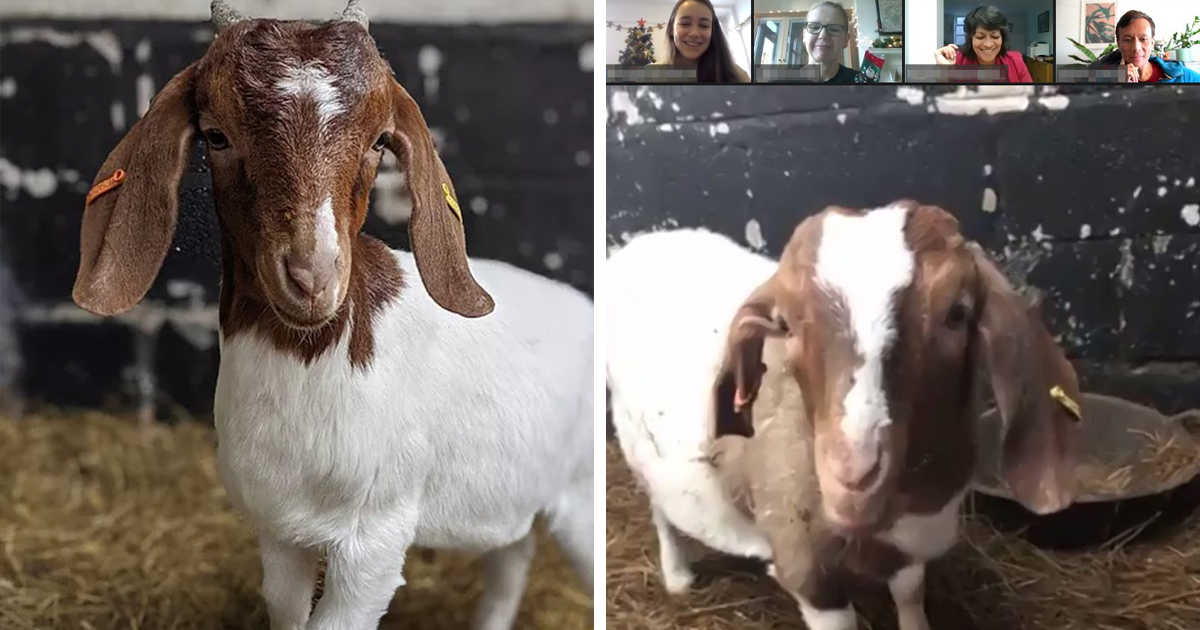 This English Farm Offers Goats In Zoom Conferences And Ends Up Making $68k - Vimarsana News