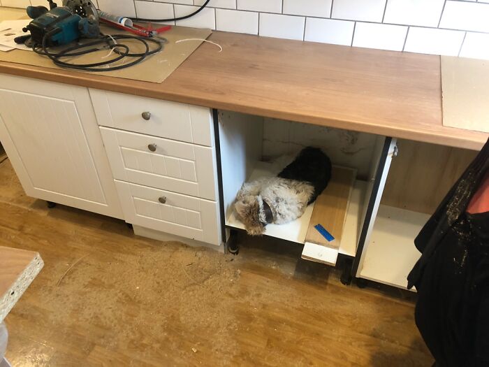 Basil “Helping” With A Kitchen Installation