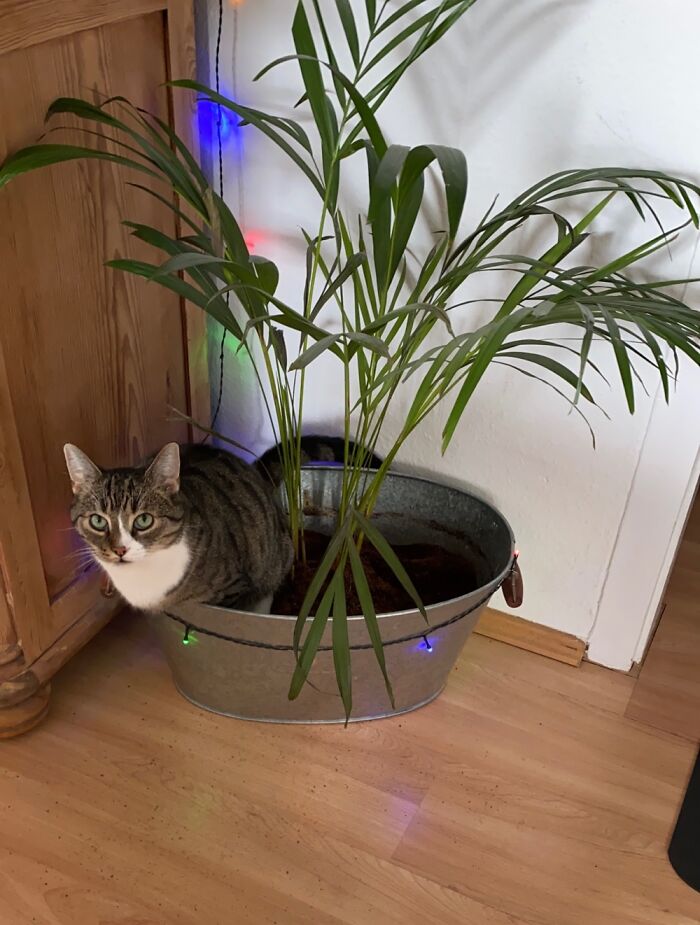 „what?!“ ... (No Need To Say That This Plant Has Been Removed)
