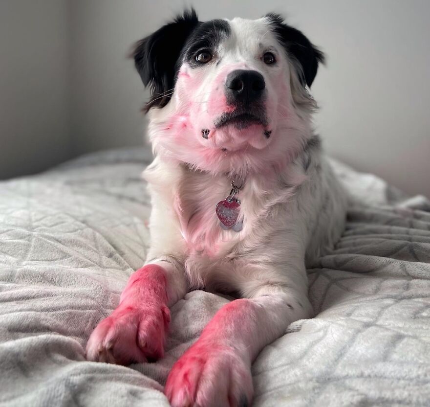 White Puppy Eats Entire Tube Of Lipstick, Loving Big Brother Attempts To Help Her Hide The Evidence (Pics)
