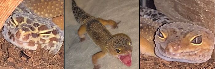 My 3 Leopard Geckos; Boy, Boy, Girl. The Two Ends Are Bro/Sis And The Middle Is Yawning! Lol