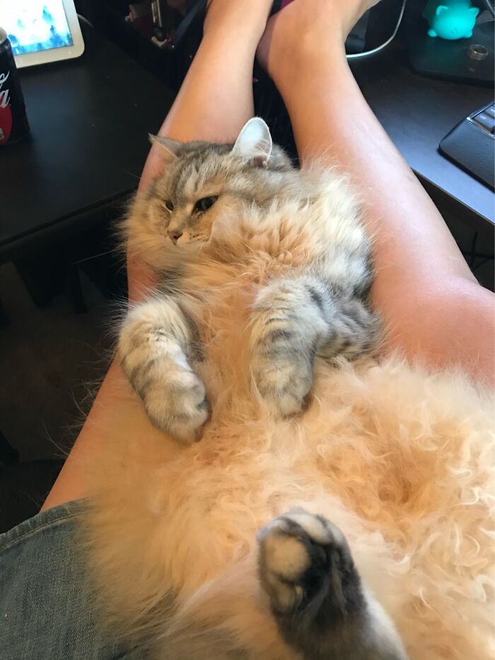 Life With Pets