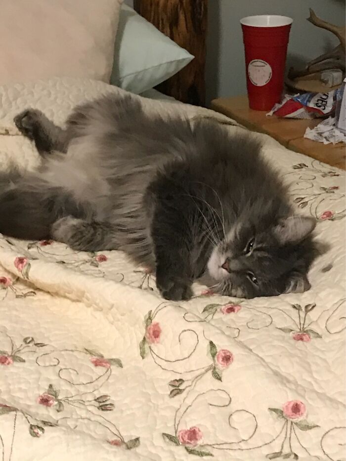 These Are My Kitties These Are My Kitties