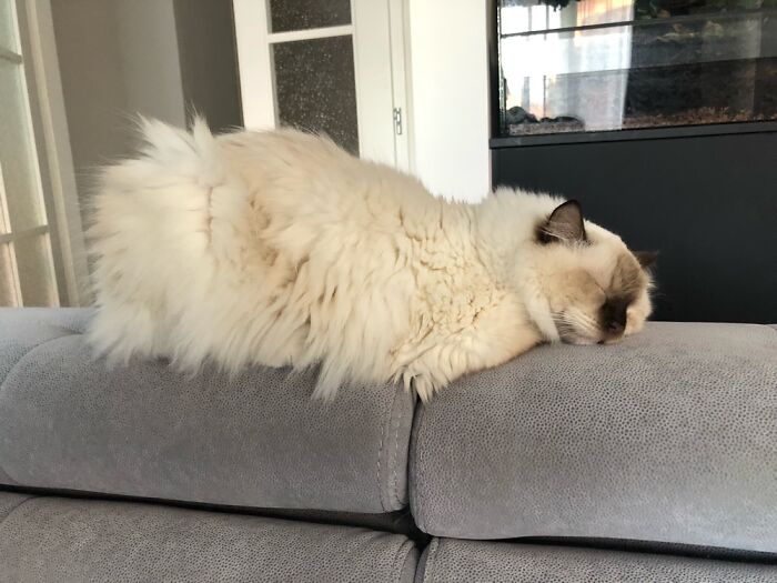 He Just Melts Into The Couch While Sleeping