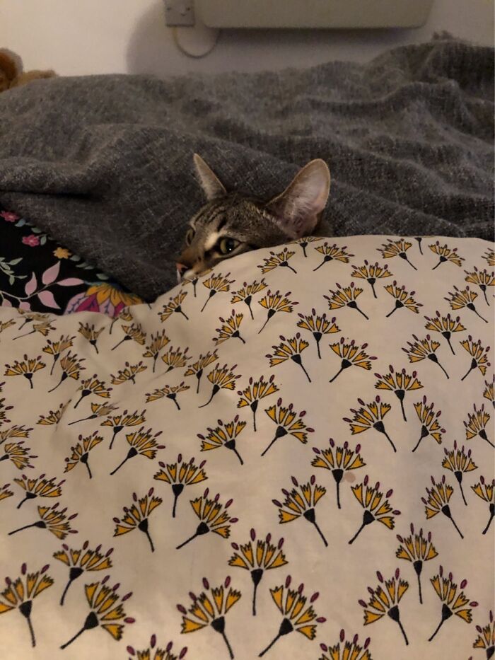 Tucks Herself Under The Quilt....