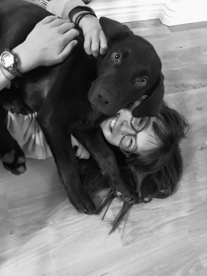 Chocolate Lab Cooper As A Puppy