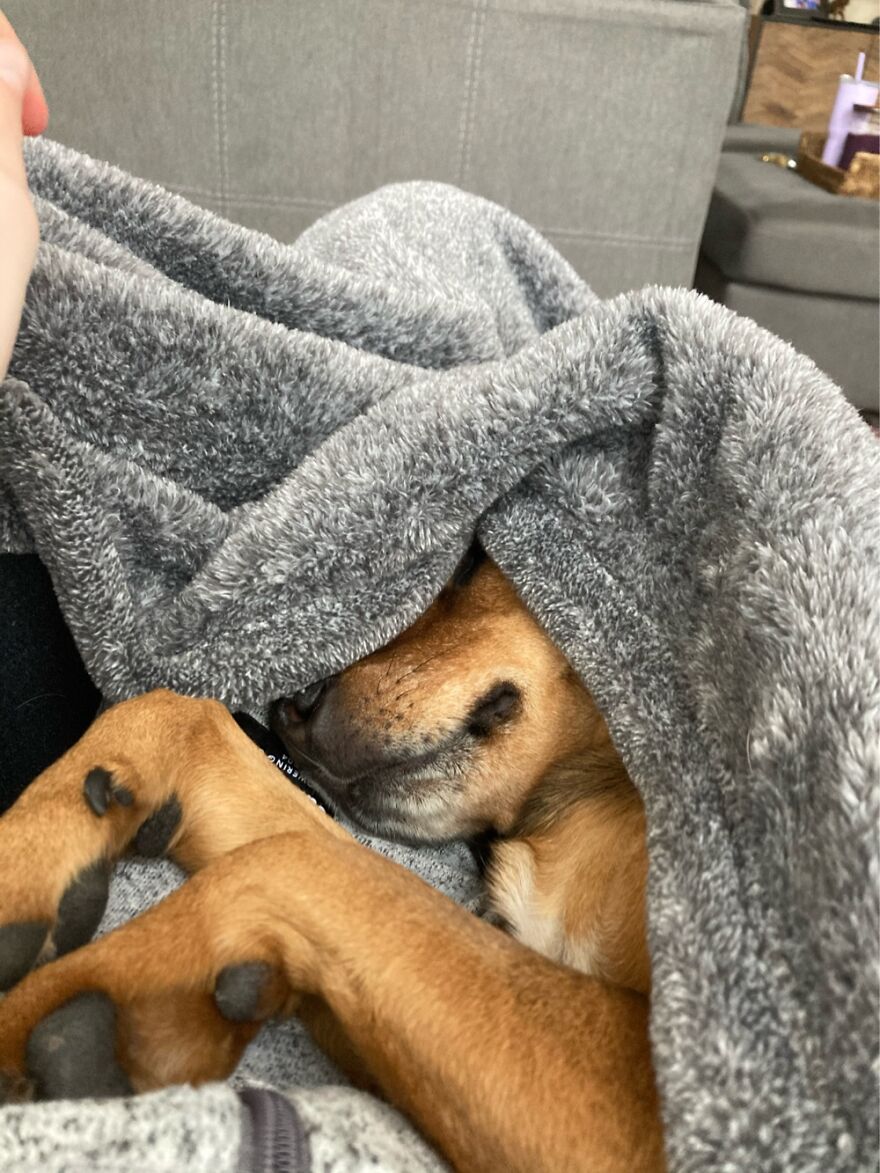 My Dog Giving Me Snuggles And Trying To Stay Under The Blanket