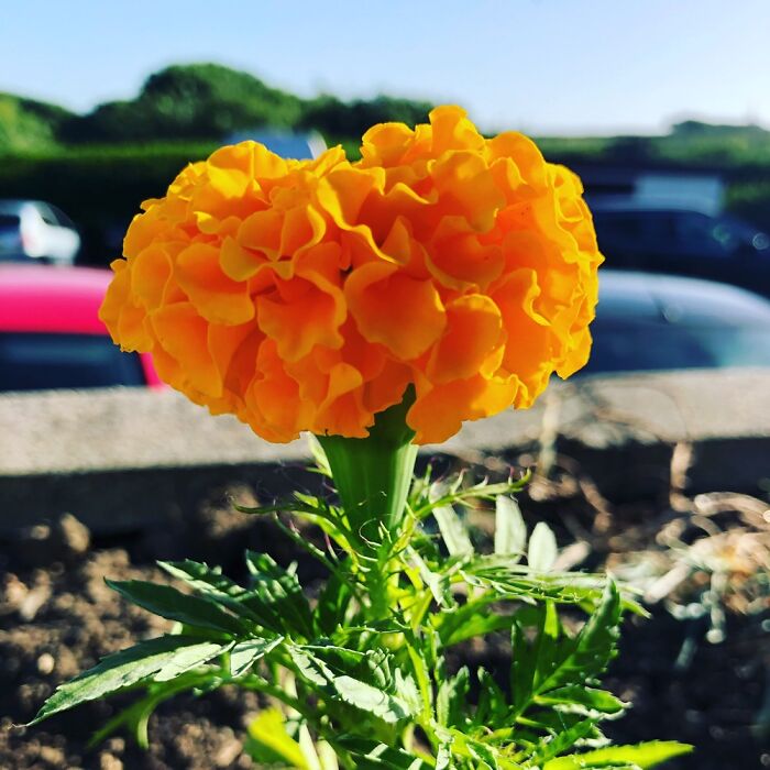 Taken In A Cornwall Beer Garden. Couldn’t Tell You What Flower It Is But I Love It.
