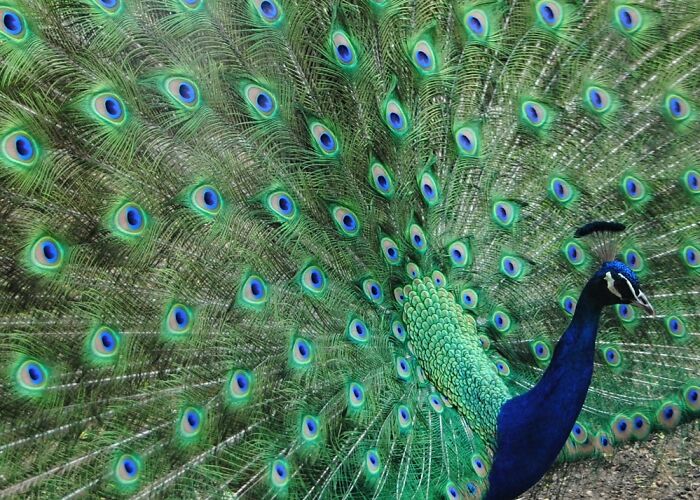 One Of My Favorite Photos Is This Peacock Strutting His Stuff.