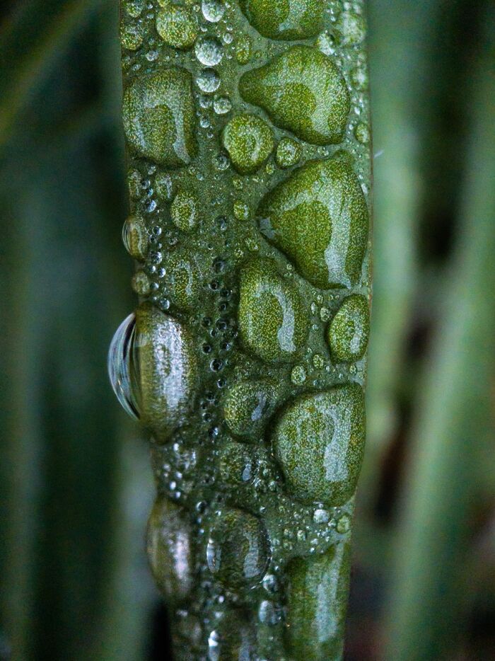 I Took This With The Moment Macro Lens On My iPhone After A Rain. I Love Macro So Much!