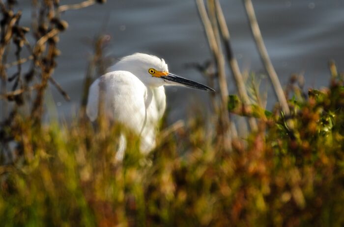 This Is A Snowy Egret. I Had To Crawl On The Ground And Be Very Quiet So I Wouldn’t Scare It.
