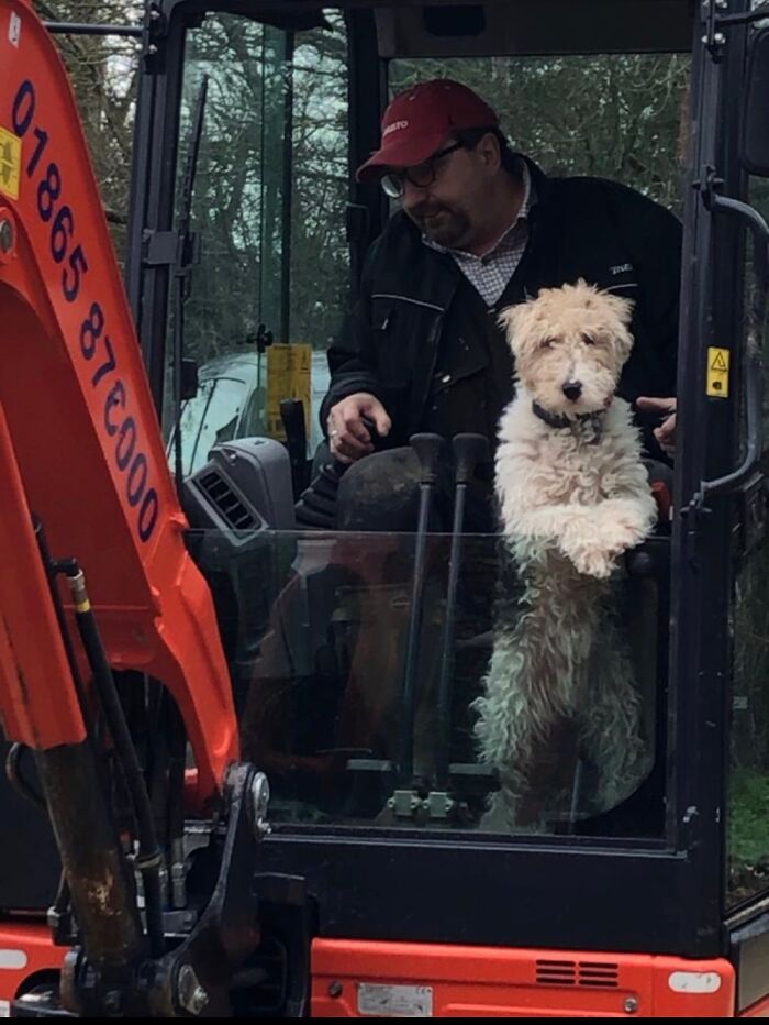 Basil Supervising The Digging!