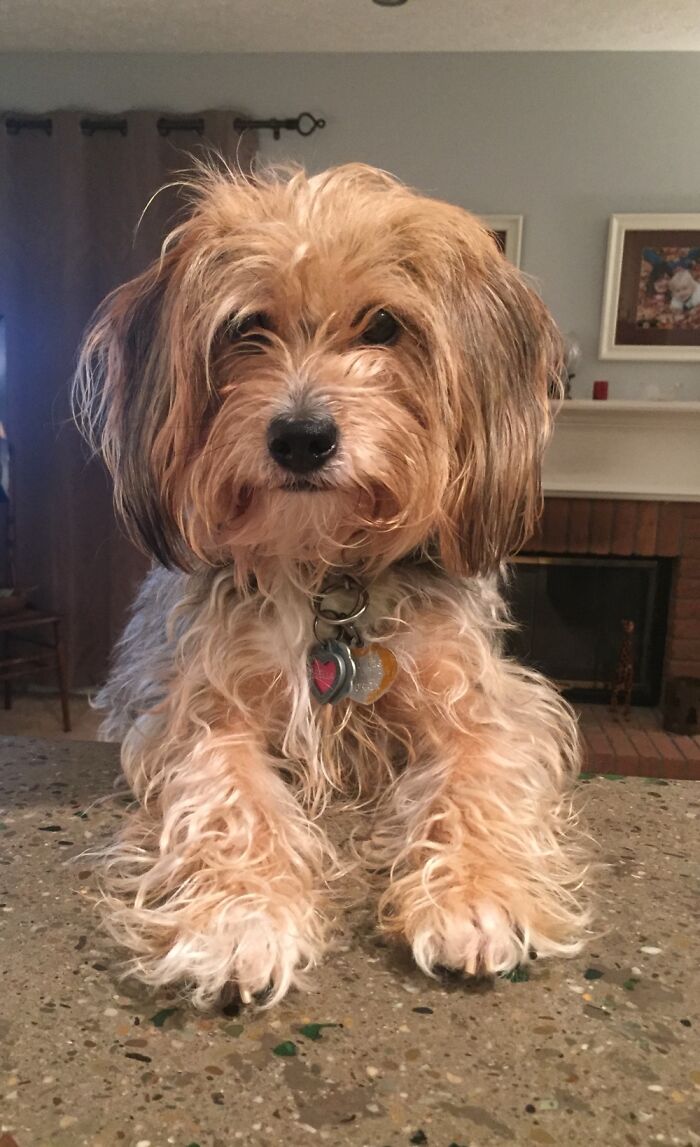 My Name Is Bella. I Am A Yorker Poodle Mix.