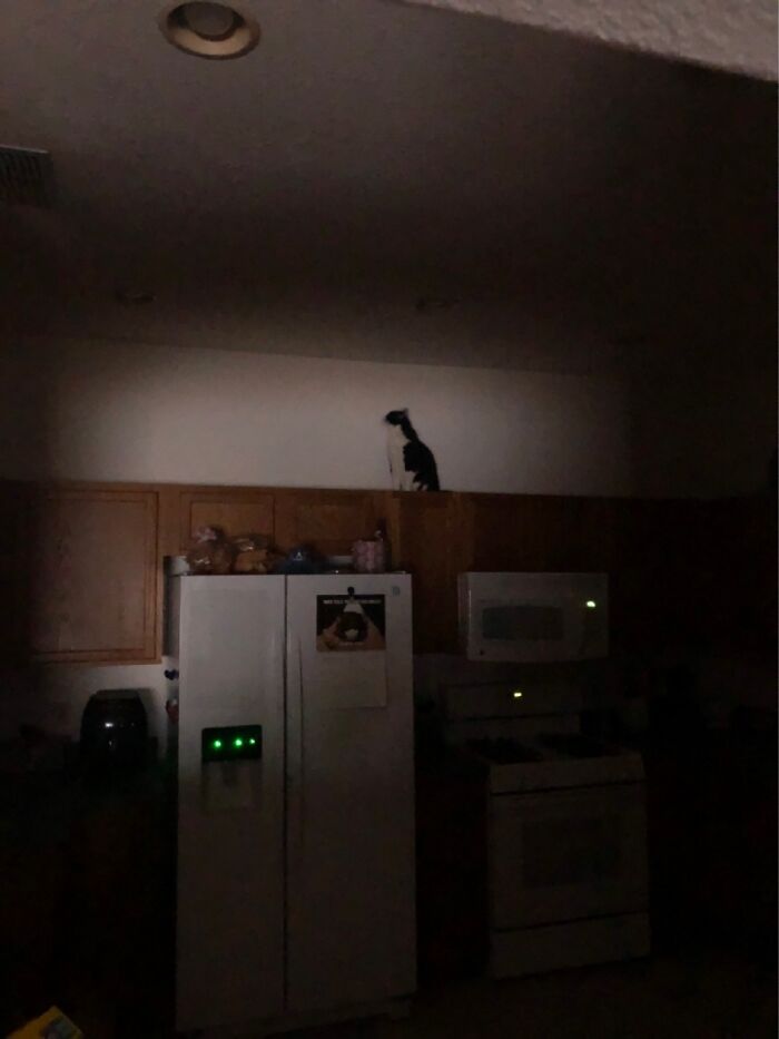 P. Diddy May Be 9, But This Was Her First Trip To The Top Of The Kitchen Cabinets.