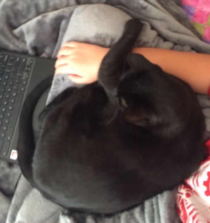 School Online Is Difficult When You Have A 28 Pound Cat In Your Lap.