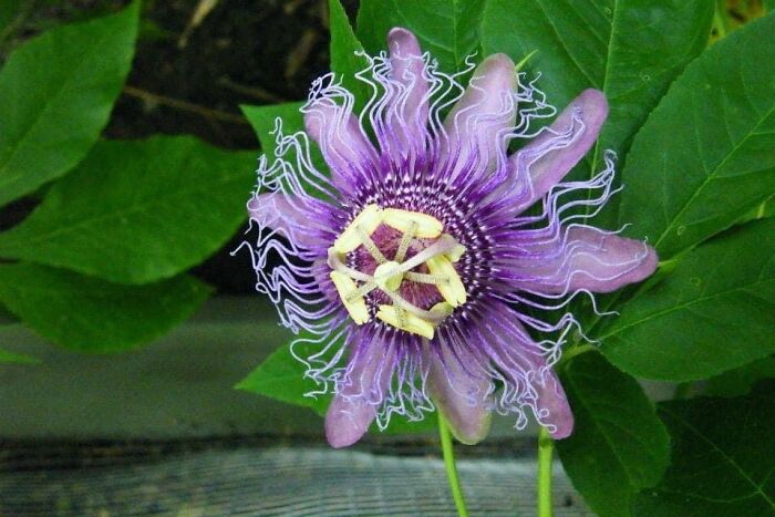Passion Flower. 1st Time To See In Real Life. My Date (Now Spouse) Took Us To Butterfly Garden.