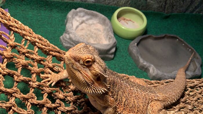 This One Of My Bearded Dragon Dj