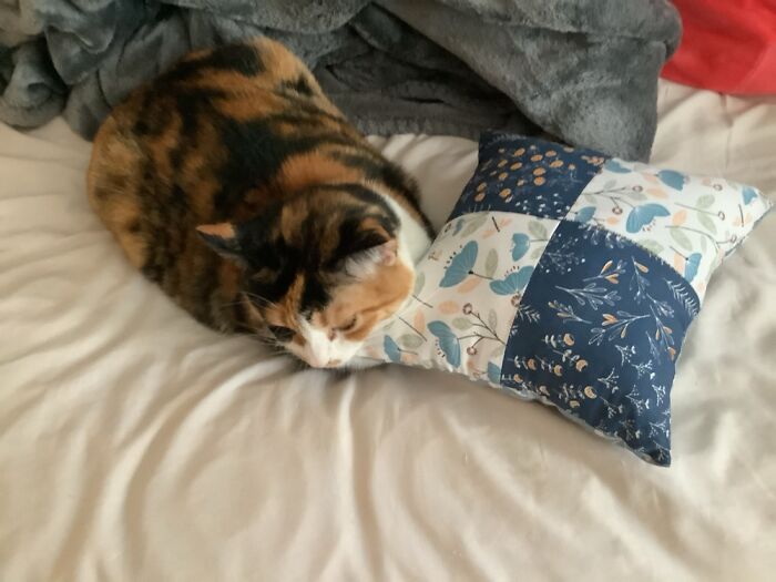 My Princess. Laying Her Head On My Mini Pillow. Princess Raisin Loaf. ♥️