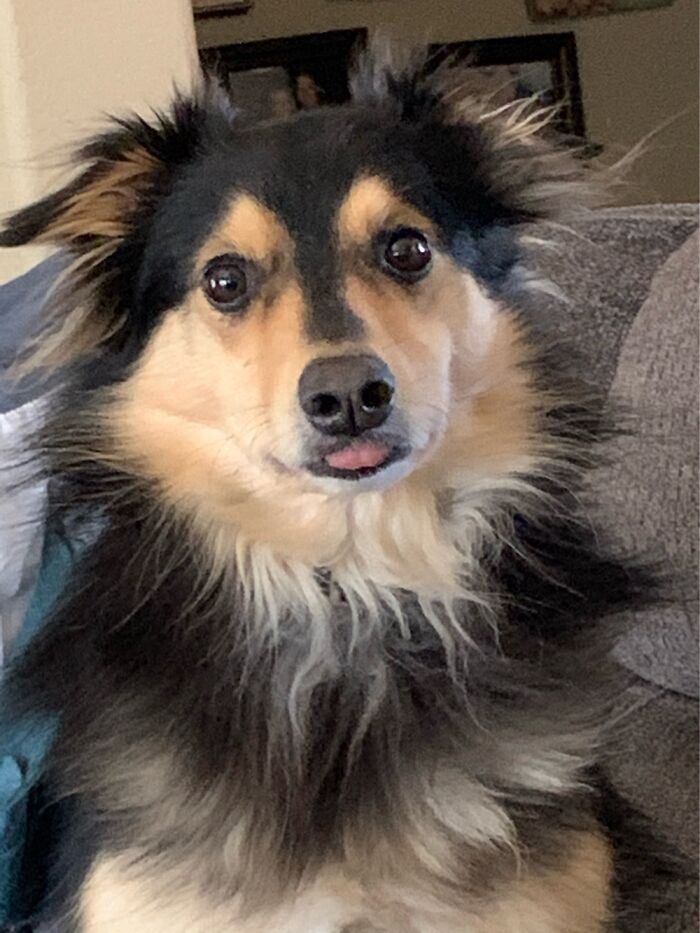 He Does This All The Time. Just Sticks His Tongue Out At Random. Rescue Border Collie
