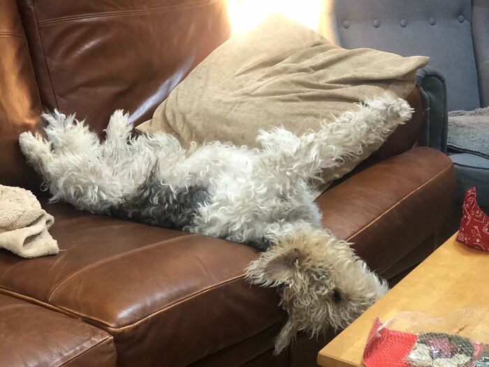 Basils Unusual Sleeping Position!