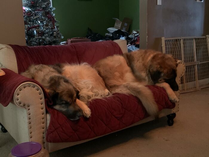 Ragnar And Sven Taking Up The Sofa