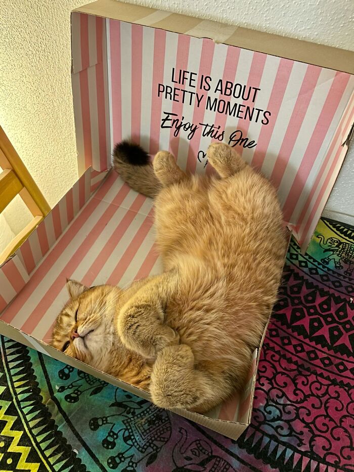 Mochi Doing What The Box Says!