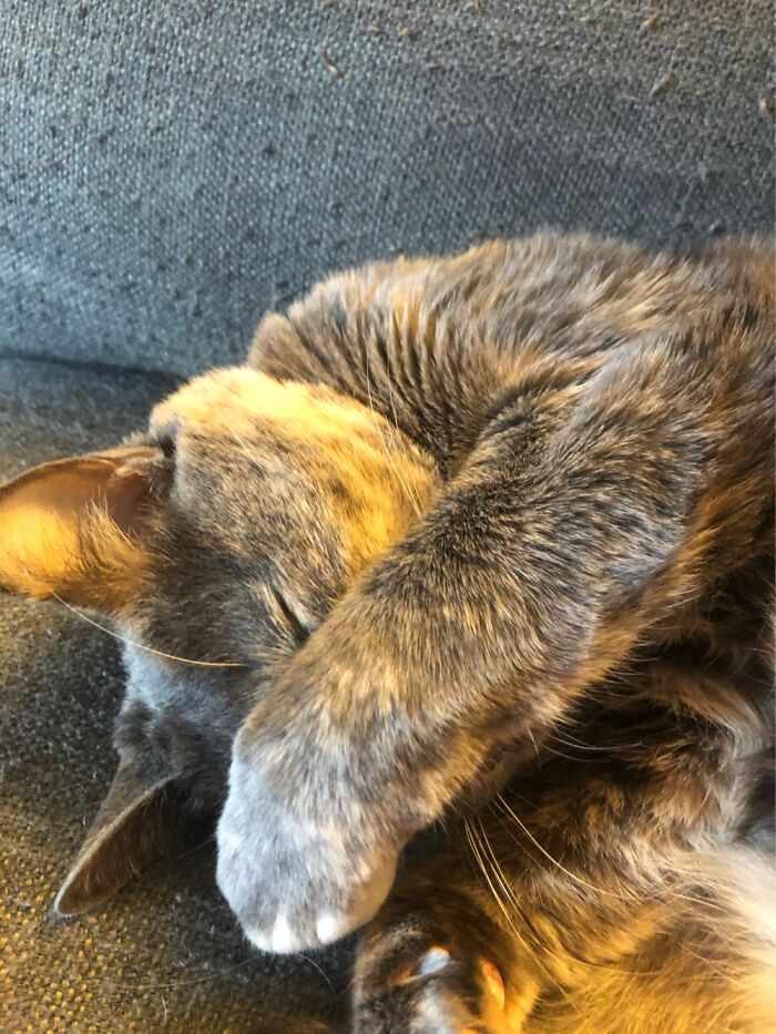 My Cat Napping While Covering Her Face