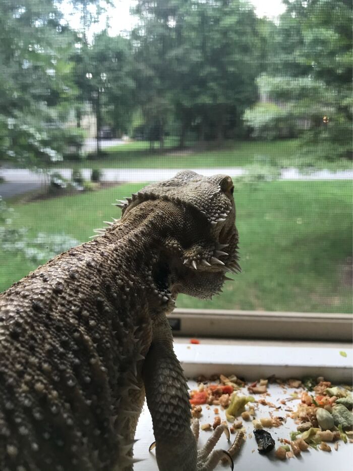 Kaiya Enjoying A Snack As She Gazes Out The Window.