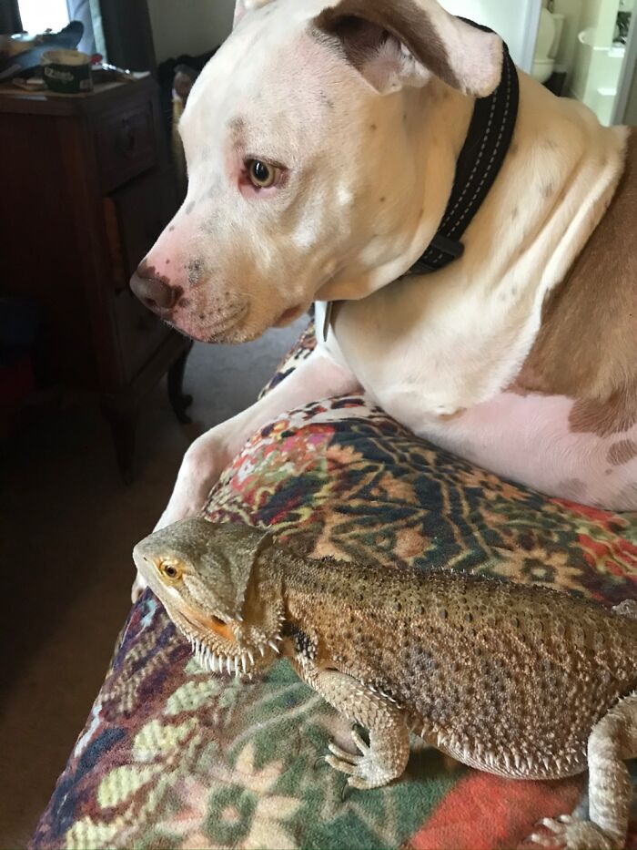Louie And His Bearded Dragon Sister, Katia, Are Very Interested In What’s Happening Outside.