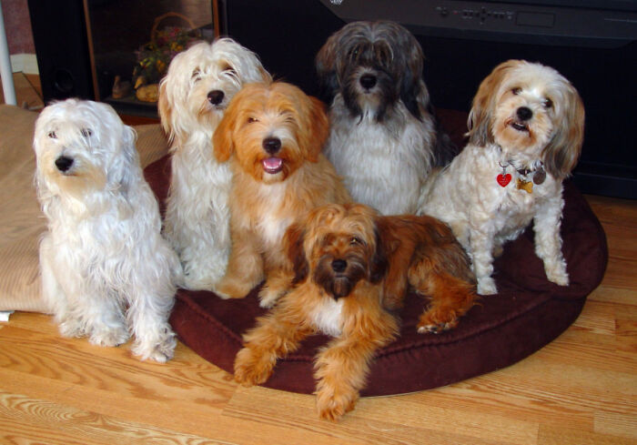 Miz Molly, Maggie, Beamer, Rascal & Missy With Kyi-Le Down Front.