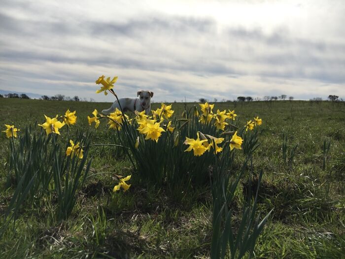 Snacks Peering Through Wild Daffodils In Wilder Ranch, Santa Cruz, Ca.