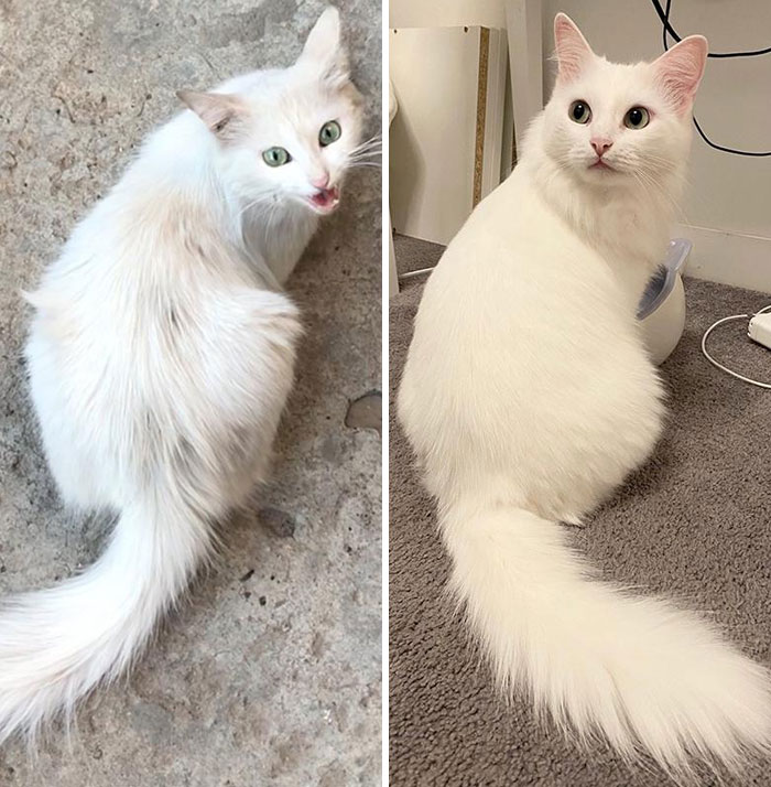 I Rescued The Cat Off The Street. Photos Before And After. One Year Difference