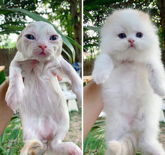 Kitten Before And After A Bath